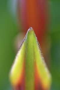 Close-up of green leaf