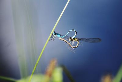 Close-up of dragonfly on plant