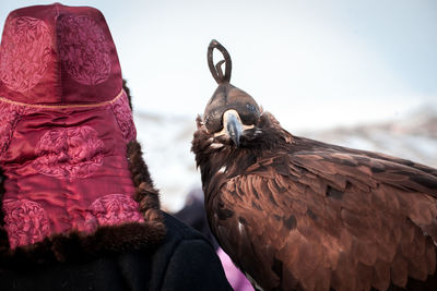 The golden eagle bird sits on the shoulder of a kazakh