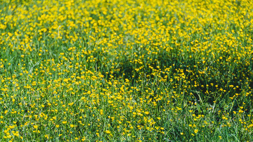 Full frame shot of yellow flowering field