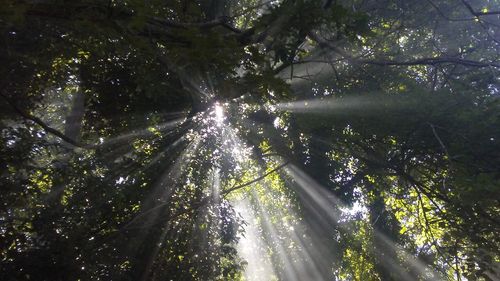 Low angle view of trees in forest