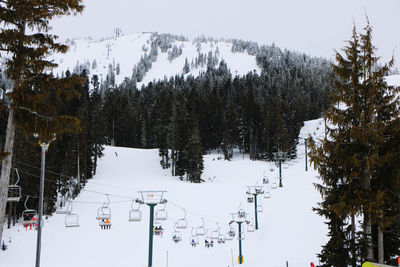 Trees on snow covered land against sky