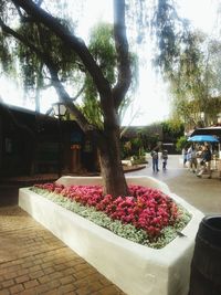 Flowers growing on tree