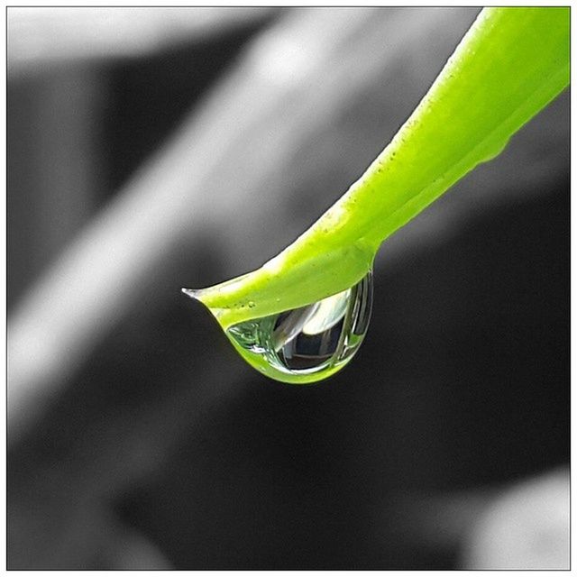 green color, close-up, transfer print, focus on foreground, auto post production filter, selective focus, leaf, plant, green, nature, no people, day, outdoors, one animal, growth, high angle view, sunlight, yellow, single object