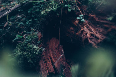 Close-up of tree trunk in forest