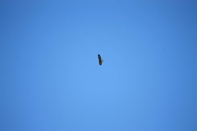 Low angle view of eagle flying against clear blue sky