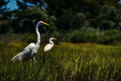 Bird on grassy field