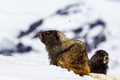 Close-up of marmots on snow field 