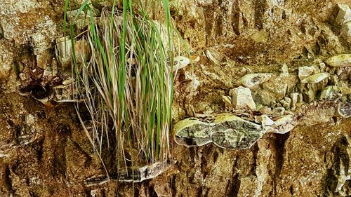 Close-up of lizard on tree trunk