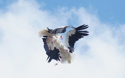 View of bird flying