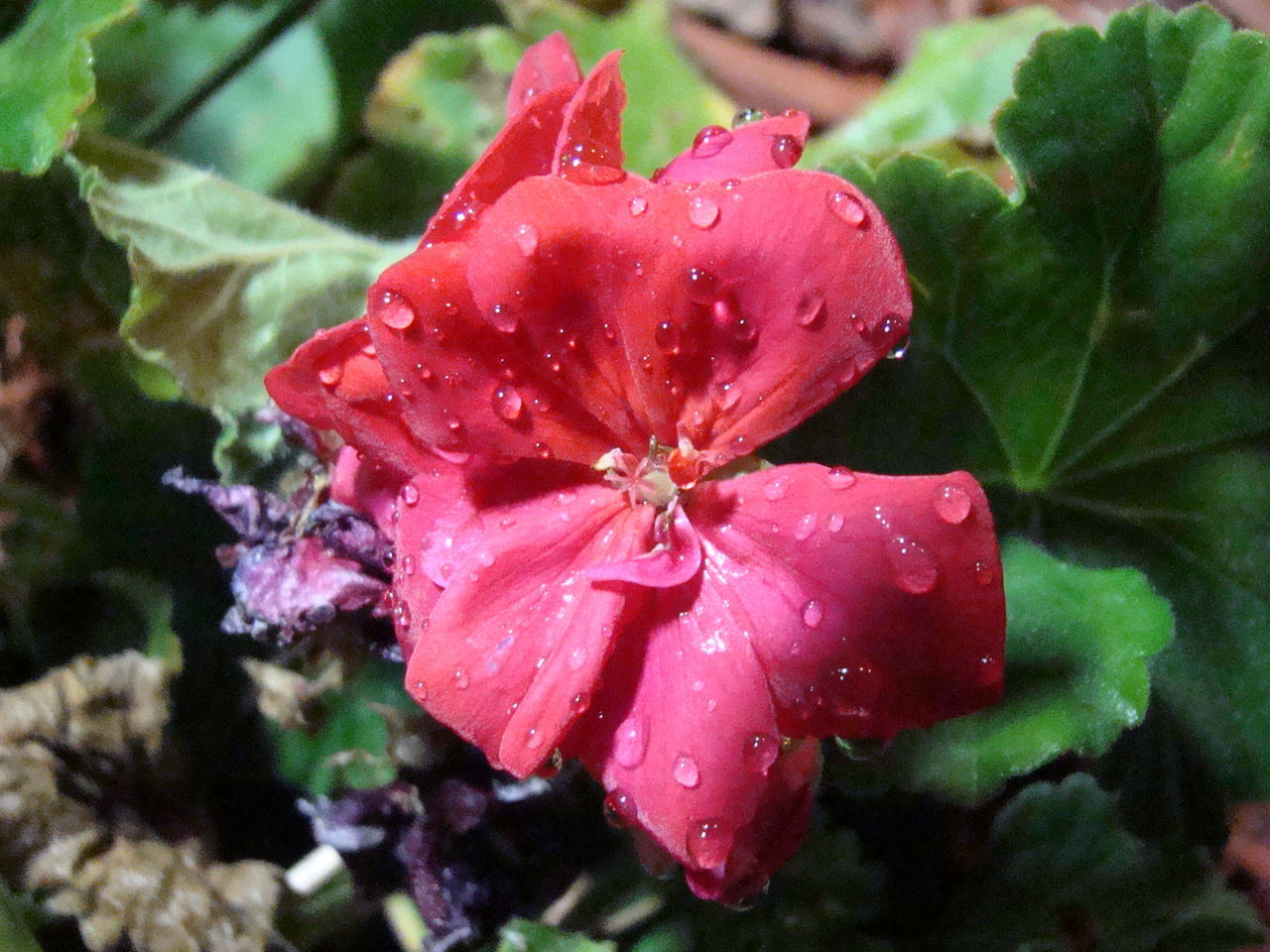 flower, petal, freshness, flower head, fragility, growth, drop, close-up, beauty in nature, wet, single flower, water, blooming, nature, red, plant, focus on foreground, pollen, in bloom, dew