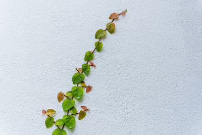 Close-up of ivy growing on white wall