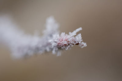 Close-up of frozen plant against white background