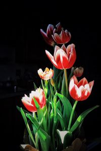 Close-up of red flower