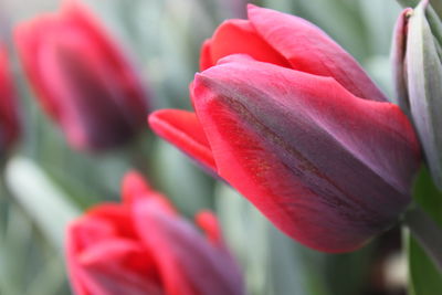 Close-up of red tulip