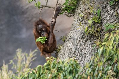 Baby orangutan feeding