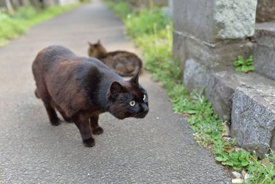 Cats on road