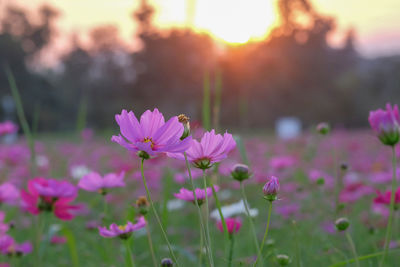 Close-up of pink flowering plants on field