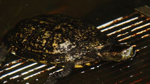 High angle view of a turtle