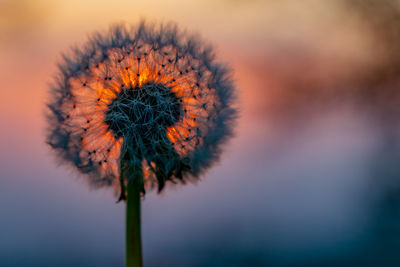 Close-up of dandelion against orange sky