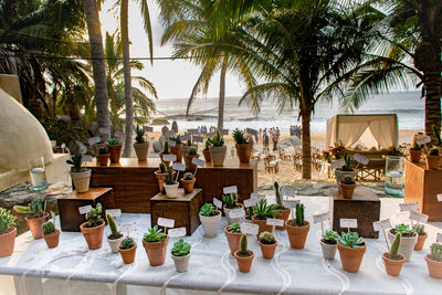 Potted plants and trees against sky