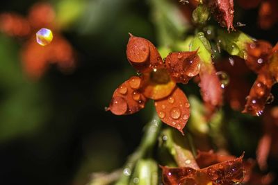 Close-up of water drops on plant