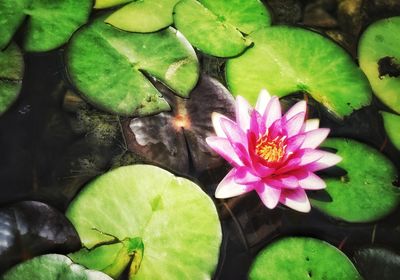 High angle view of lotus water lily in pond