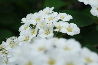 Close-up of white cherry blossoms