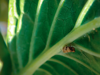 Close-up of insect on leaf