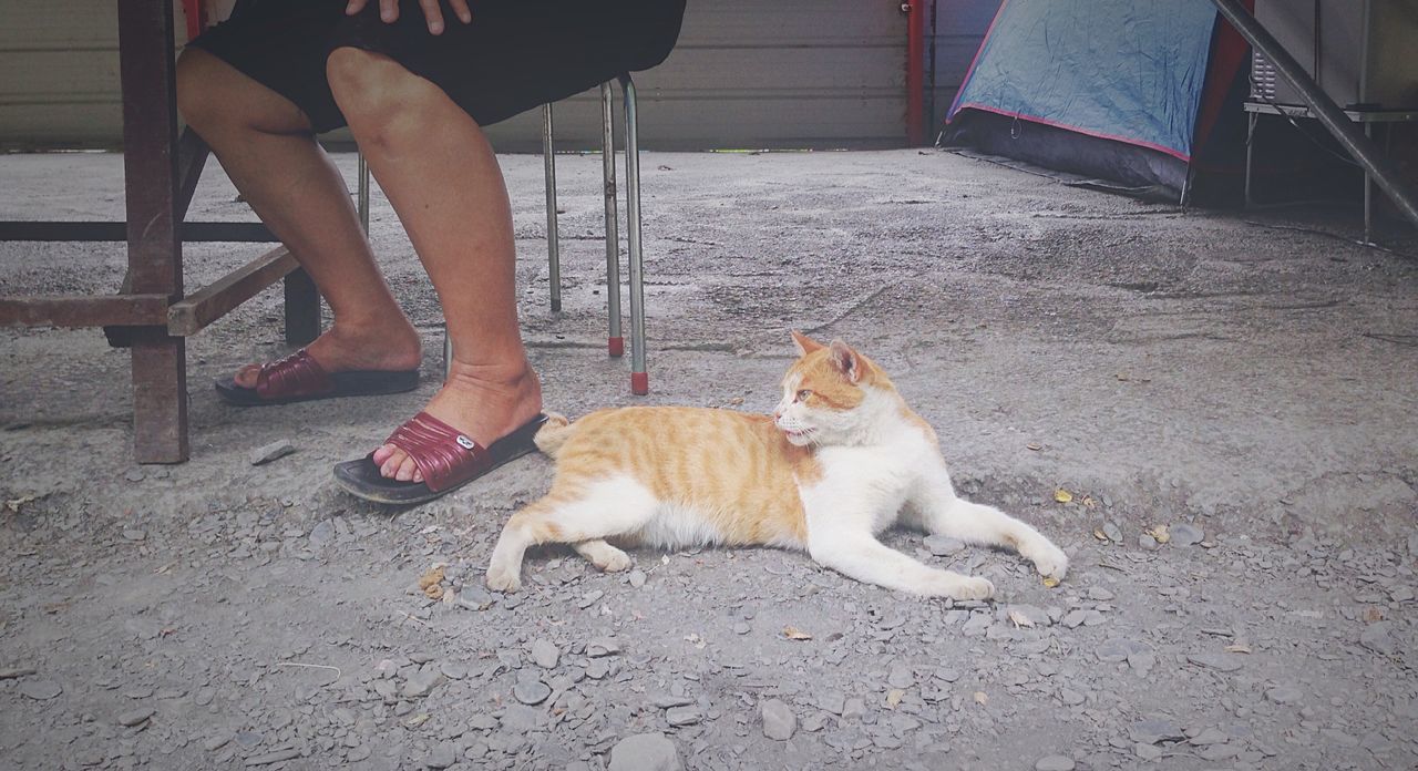 domestic animals, animal themes, pets, mammal, one animal, domestic cat, dog, cat, relaxation, feline, sitting, lying down, street, sunlight, high angle view, stray animal, resting, carnivora, outdoors, day