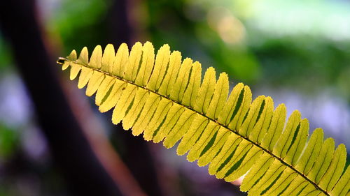 Close-up of leaf against blurred background