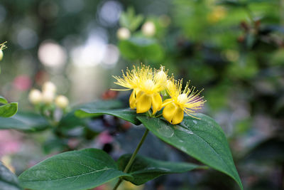 Close-up of yellow flower blooming outdoors