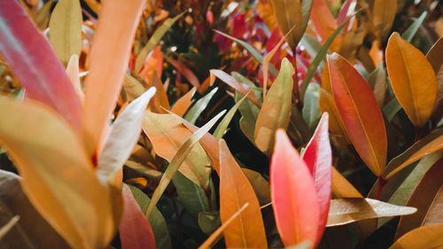 Close-up of orange flowering plant