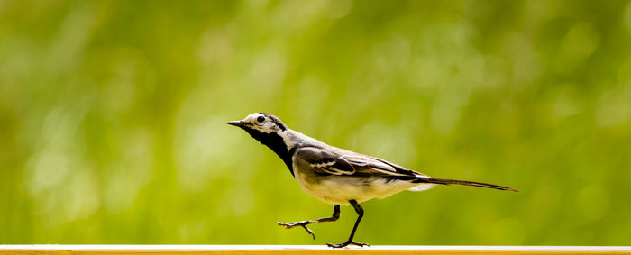 Close-up of bird