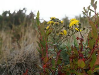 Close-up of yellow wildflowers