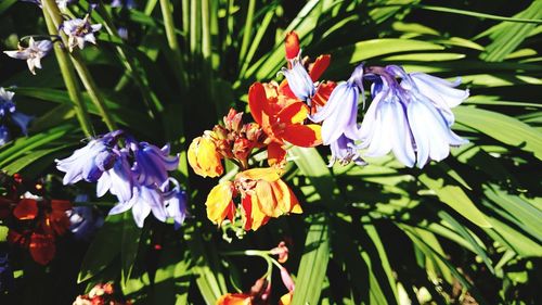 Close-up of purple flowers blooming outdoors