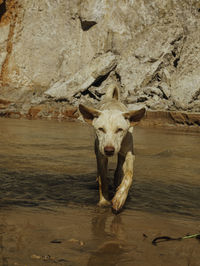 Portrait of horse drinking water