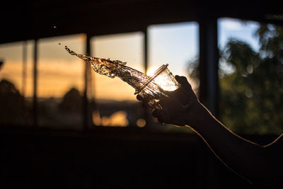Close-up of hand holding plant against sky during sunset