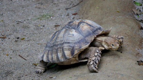 High angle view of a turtle