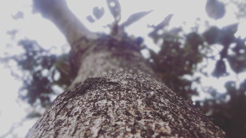 Close-up of tree against sky