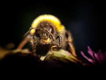 Close-up of insect on leaf