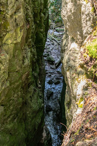 Close-up of rocks in forest