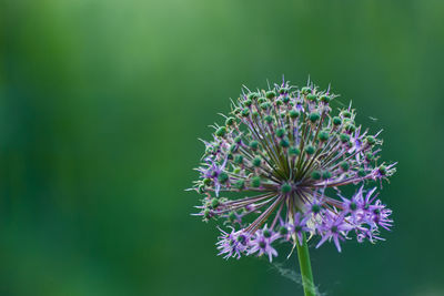 Close-up of purple thistle flower