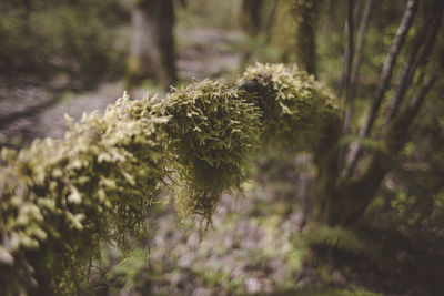 Close-up of flowering plant in forest