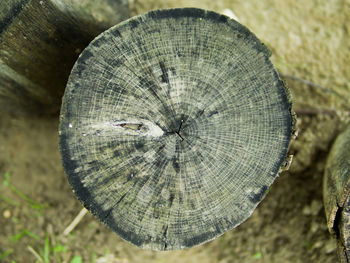 High angle view of tree trunk on field