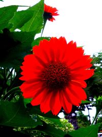Close-up of red flower