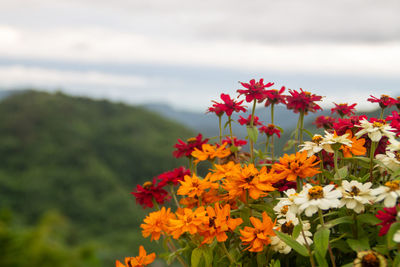 Close-up of red flowering plant