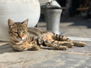 Portrait of cat lying on footpath