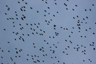 Flock of birds flying against sky