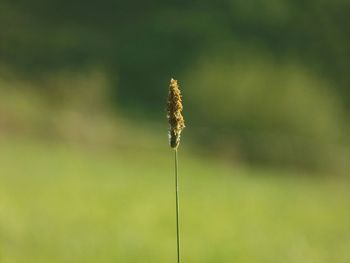 Close-up of plant against blurred background